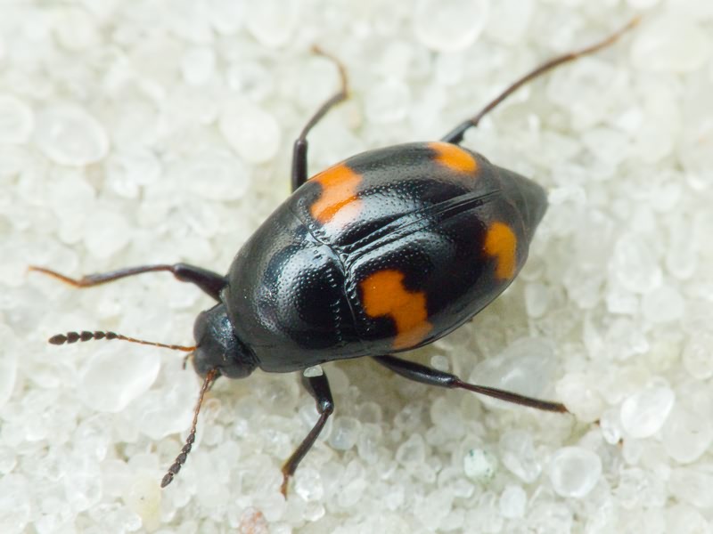 Scaphidium quadrimaculatum Olivier, 1790